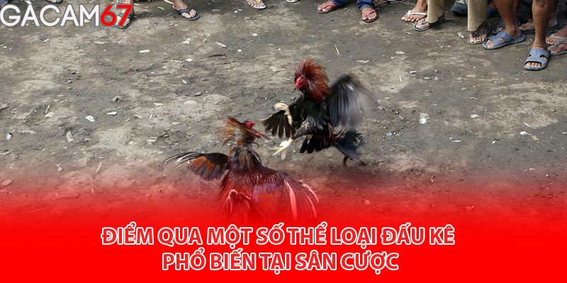 điểm qua một số loại đấu kê phổ biến